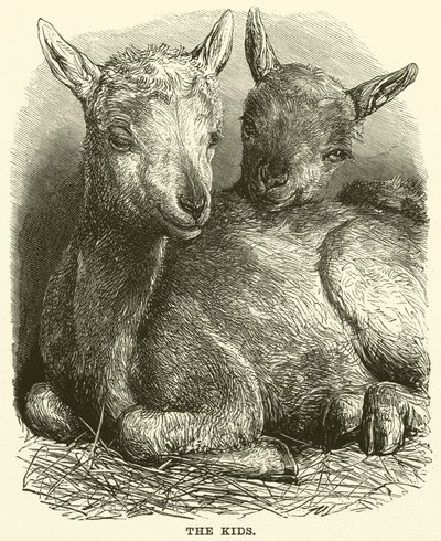 Los niños (grabado) de English School