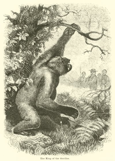El rey de los gorilas de English School