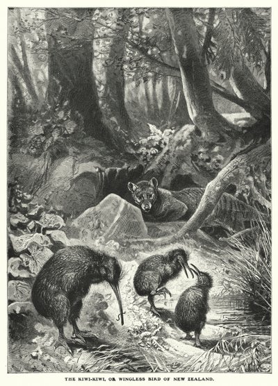 El Kiwi-Kiwi, o ave sin alas de Nueva Zelanda (grabado) de English School