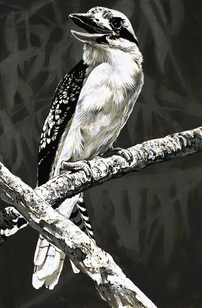 El kookaburra de English School