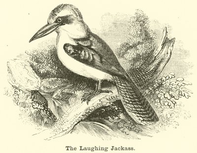 El kookaburra risueño de English School