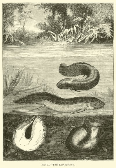 La lepidosirena de English School