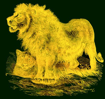 El León, ilustración de J. G. Woods Illustrated Natural History, publicado c.1850 de English School