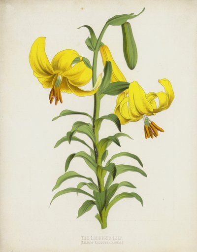 El Lirio de Loddiges, Lilium Loddigesianum de English School