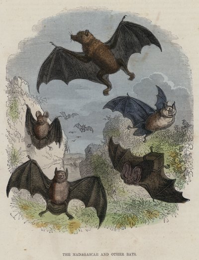 El murciélago de Madagascar y otros murciélagos de English School