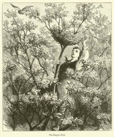 El nido de la urraca (grabado) de English School