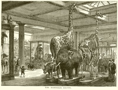 El Salón de los Mamíferos de English School