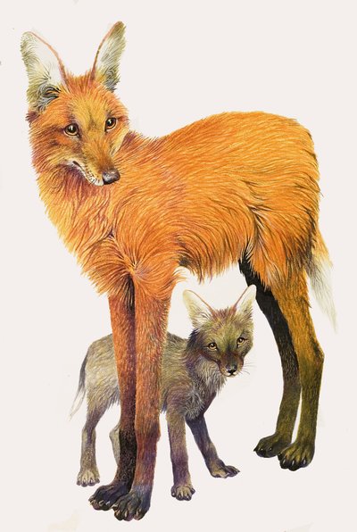 El lobo de crin, encontrado en Sudamérica de English School