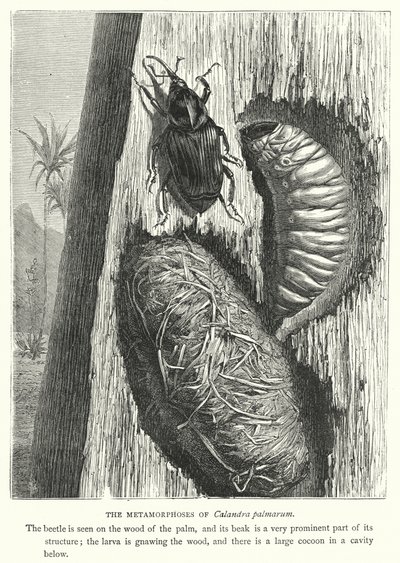 Las metamorfosis de Calandra palmarum (grabado) de English School