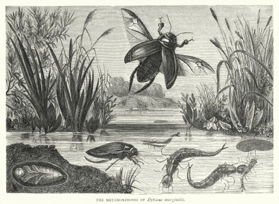 Las metamorfosis de Dytiscus marginalis de English School
