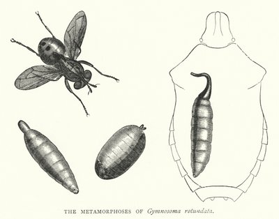 Las metamorfosis de Gymnosoma rotundata de English School