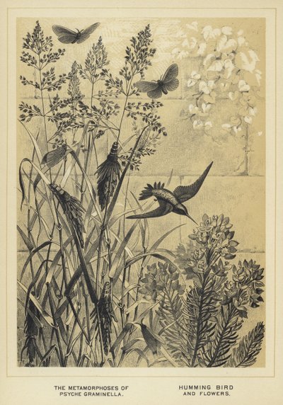 Las metamorfosis de Psyche graminella, colibrí y flores de English School