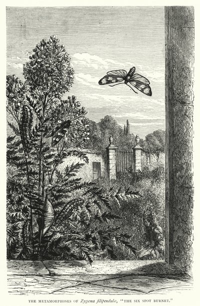 Las metamorfosis de Zygaena filipendulae, "Las seis manchas de Burnet" (grabado) de English School