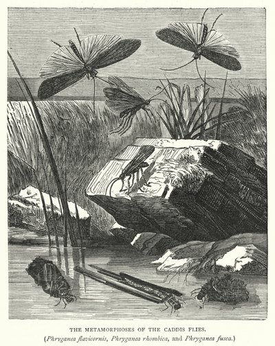 Las metamorfosis de las moscas caddis, Phryganea flavicornis, Phryganea rhombica y Phryganea fusca (grabado) de English School