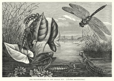 Las metamorfosis de la mosca dragón, Aeschna maculatissima (grabado) de English School