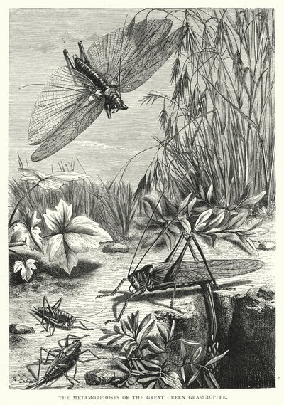 Las metamorfosis del gran saltamontes verde (grabado) de English School