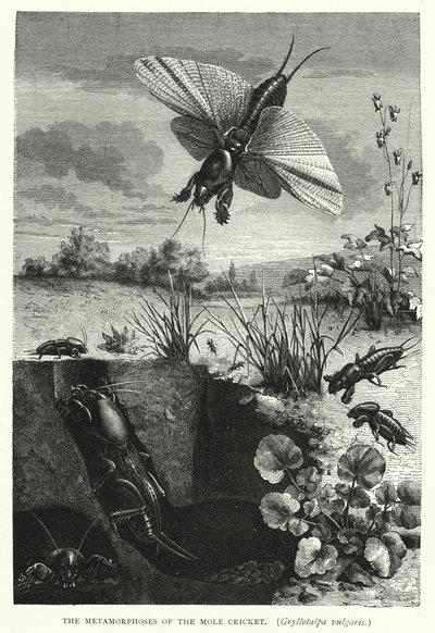 Las metamorfosis del grillo topo, Gryllotalpa vulgaris (grabado) de English School
