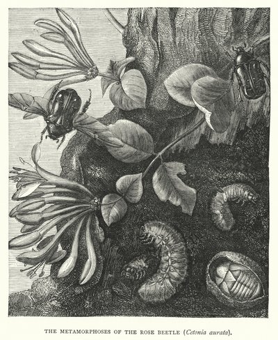 Las metamorfosis del escarabajo rosado, Cetonia aurata (grabado) de English School