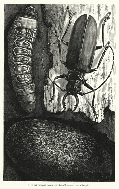 La metamorfosis de Acanthophorus serraticornis (grabado) de English School