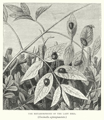 La metamorfosis de la mariquita, Coccinella septempunctata (grabado) de English School