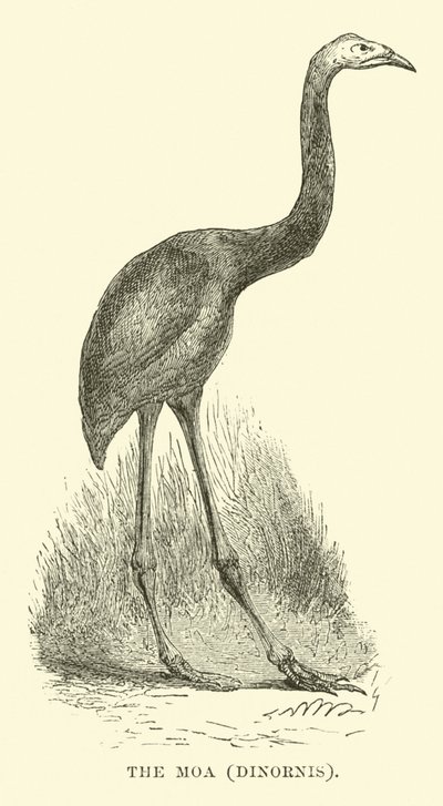 El Moa, Dinornis de English School