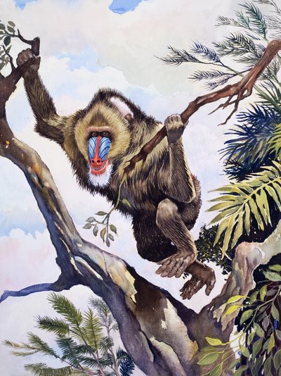 El pastor mono, de "Maravillas de la Naturaleza". de English School