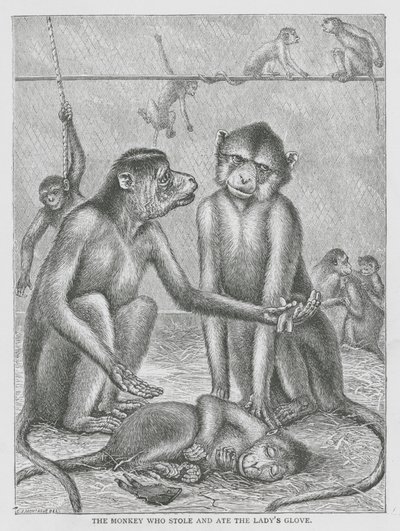 El mono que robó y se comió el guante de la dama (grabado) de English School