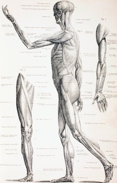 Los Músculos del Cuerpo Humano, c.1890 de English School