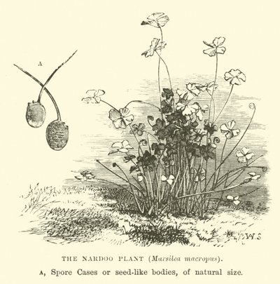 La planta Nardoo, Marsilea macropus de English School