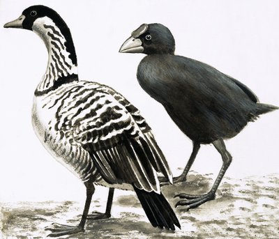 El Ne-Ne o Ganso Hawaiano y el pájaro Takahe de English School