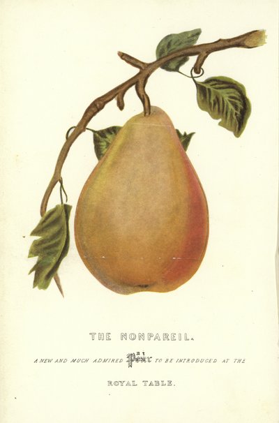 El Nonpareil de English School