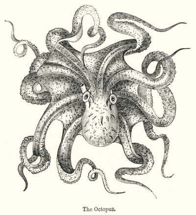 El pulpo de English School