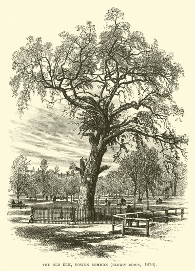 El Viejo Olmo, Boston Common, derribado en 1876 de English School