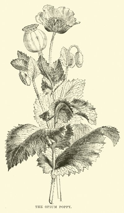 La amapola del opio de English School