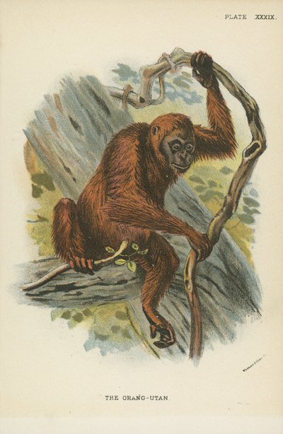 El orangután de English School