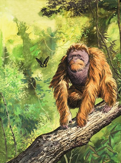 El orangután de English School