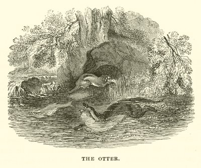 La nutria (grabado) de English School