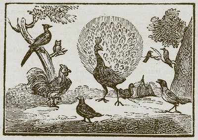 El pavo real y la urraca (grabado) de English School