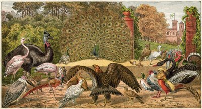 El pavo real en casa de English School