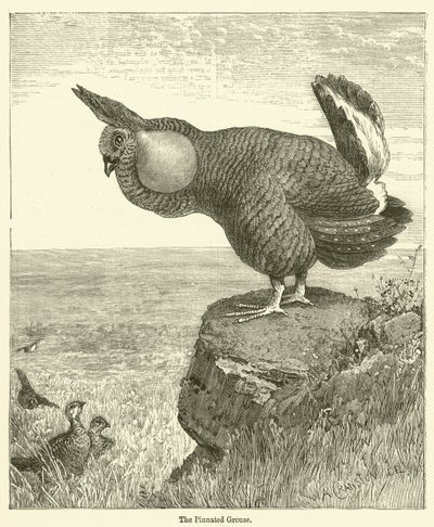 El urogallo pinnado de English School