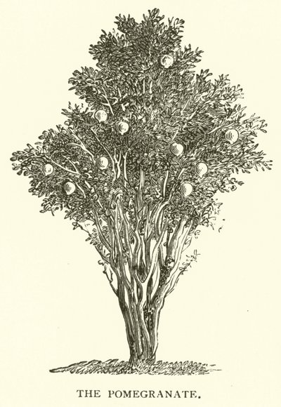 La Granada de English School
