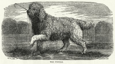 El Caniche (grabado) de English School