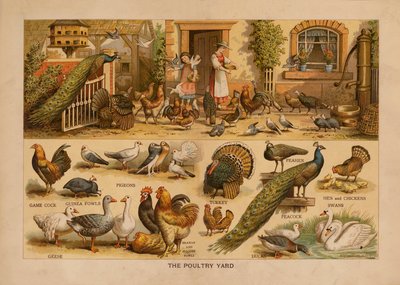 The Poultry Yard (litografía en color) de English School