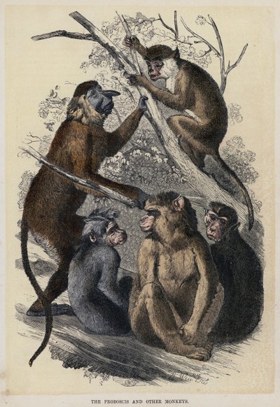El mono narigudo y otros monos (grabado en color) de English School