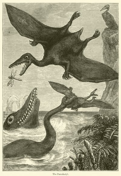 El pterodáctilo (grabado) de English School