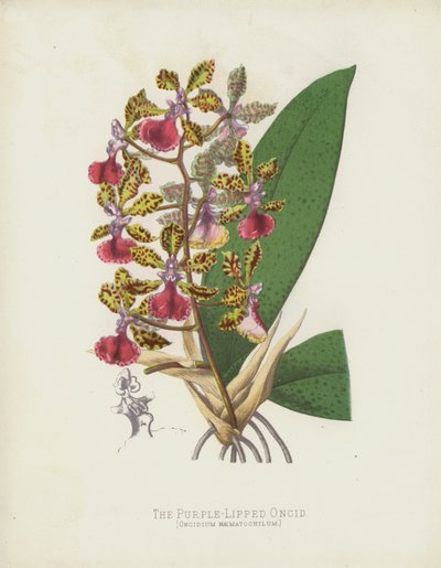 El Oncidio de labios púrpura, Oncidium Haematochilum de English School