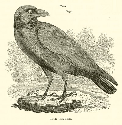 El cuervo (grabado) de English School