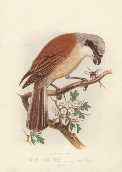 El Alcaudón Dorsirrojo, Lanius Collurio de English School