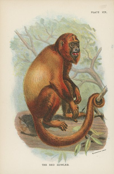 El aullador rojo de English School