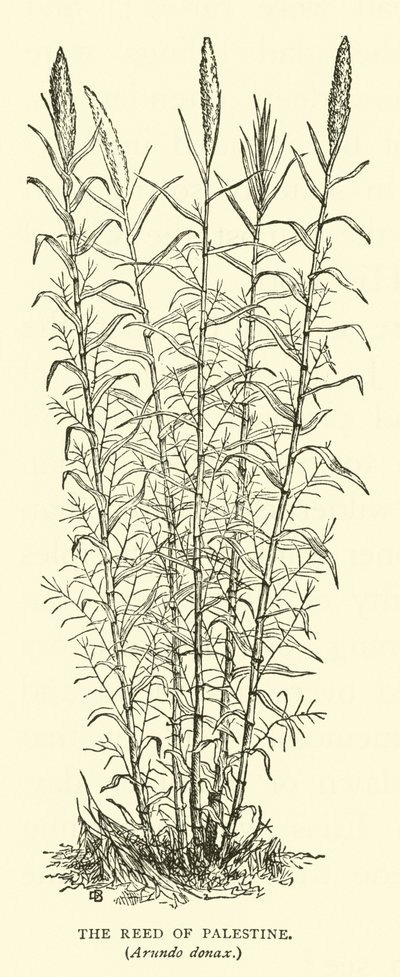 Caña de Palestina, Arundo donax de English School